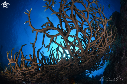 A Staghorn Coral