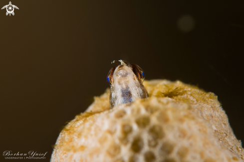 A Blennioidei