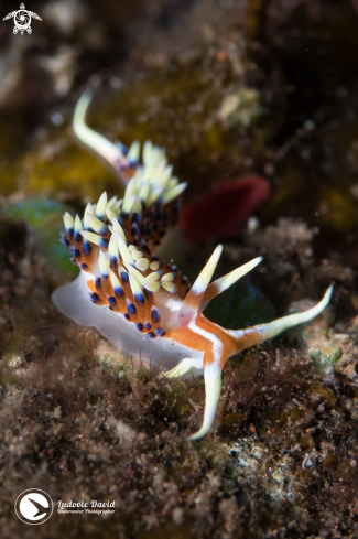 A Indian Caloria Nudibranch