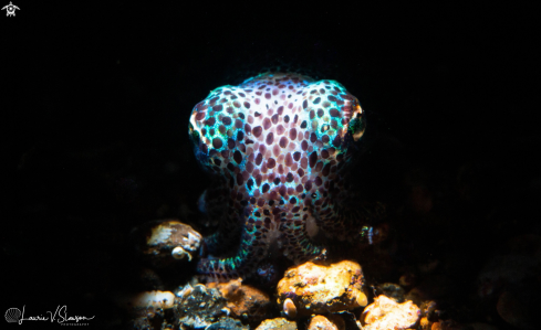 A Bobtail Squid