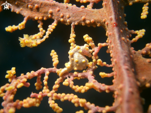 A Pigmy seahorse