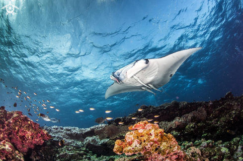 A Manta Ray