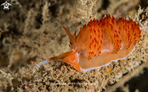 A Dondice banyulensis | Dondice