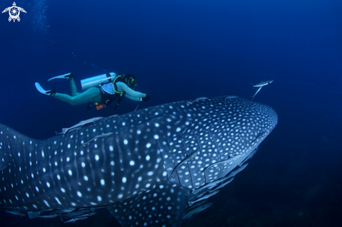 A Rhincodon typus | Whale Shark