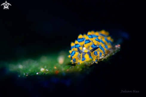 A Costasiella sp. | Sapsucking Slug