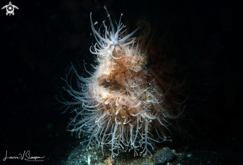 A Hairy Frogfish