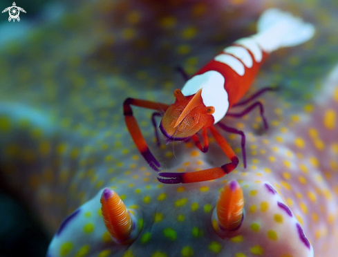 A Nudibranch with Emperor Shrimp