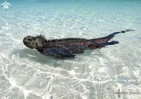 A Marine Iguana
