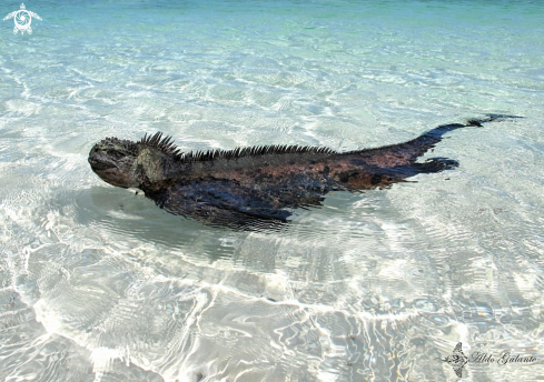 A Amblyrhynchus cristatus (Bell, 1825) | Marine Iguana