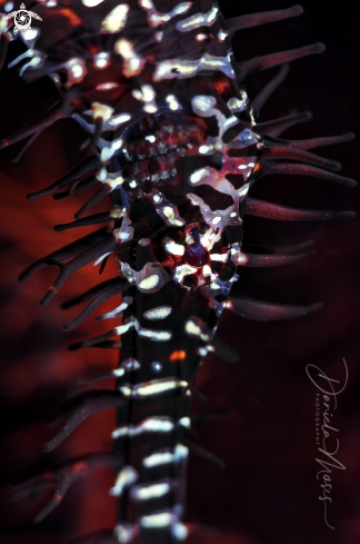 A Solenostomus paradoxus | Ornate Ghost Pipefish 