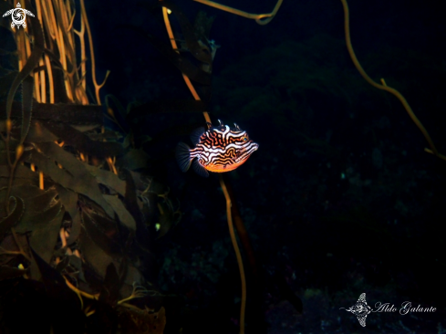 A Striped Cowfish - Shaw's Cowfish