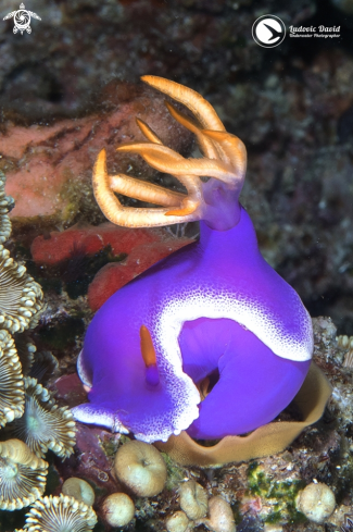 A Hypselodoris apolegma | Robe Hem Hypselodoris Nudibranch