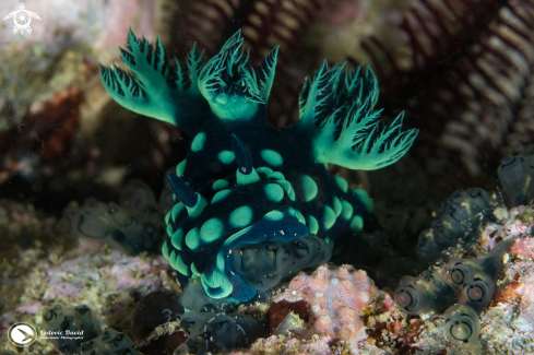 A Crested Nembrotha Nudibranch