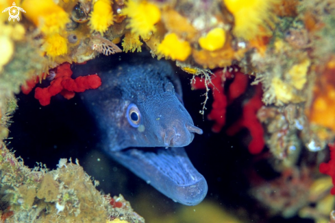 A moray