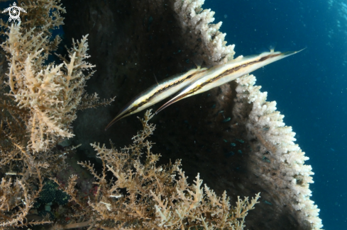 A Razor fish