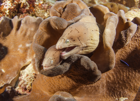 A Moray eal