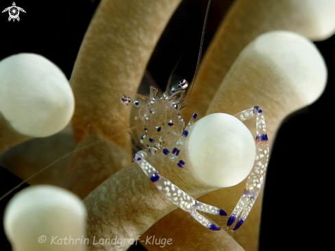 A Anemone Shrimp