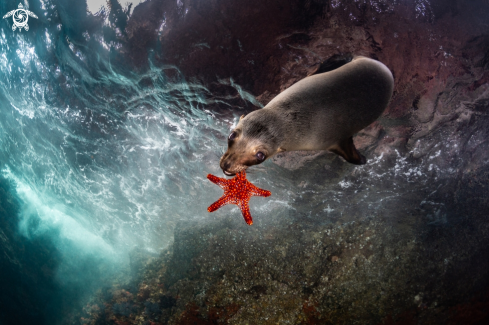 A California Sea Lion