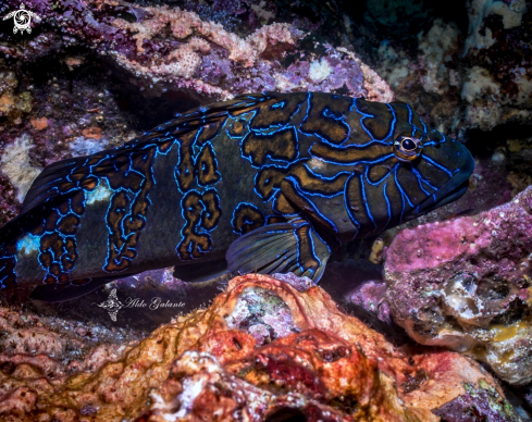 A Cirrhitus rivulatus (Valenciennes, 1846) | Giant Hawkfish