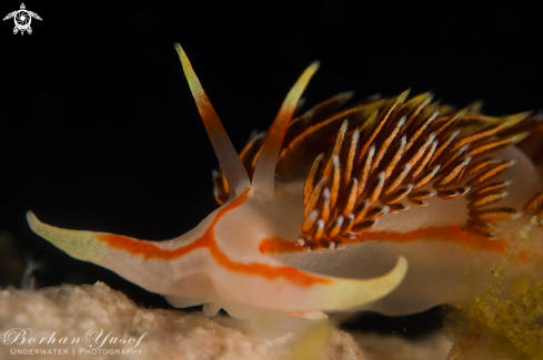 A Opalescent nudibranchs