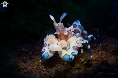 A Harlequin Shrimp