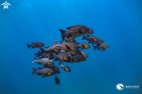 A Macolor macularis | Midnight Snapper