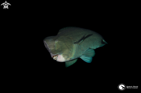 A Bumphead Parrotfish