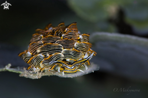 A Nudibranch Cyerce nigra