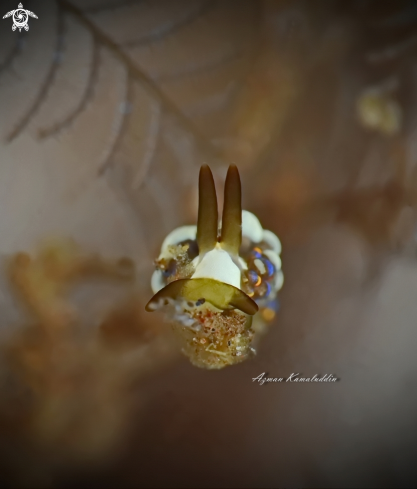 A Nudibranch