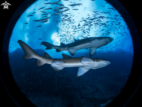 A Gray Nurse Shark