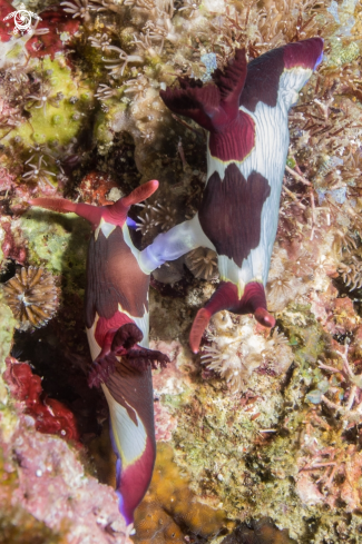 A Nudibranch