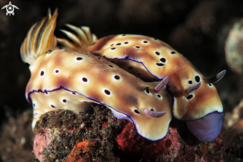 A Hypselodoris tryoni  | Nudibranch