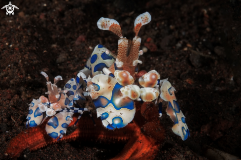 A Harlequin shrimp