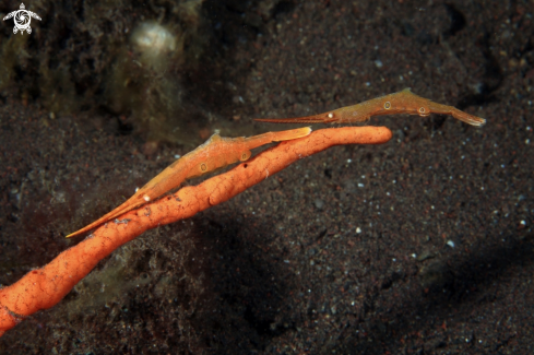A Gambero rasoio , Saw blade shrimp 