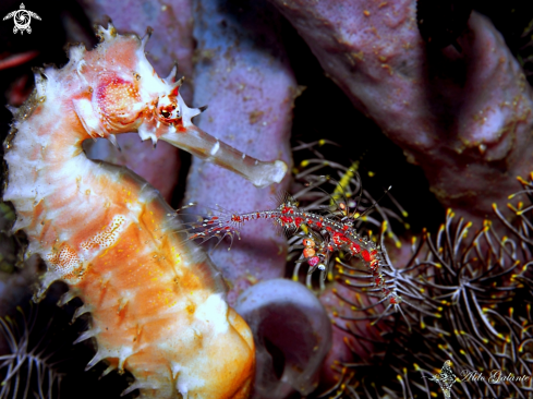 A Harlequin Ghost Pipefish