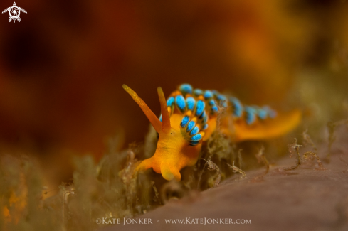 A Candy Nudibranch
