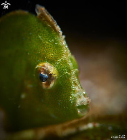 A Juvenile filefish