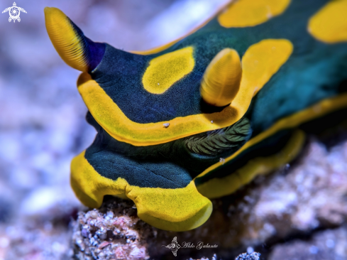 A Nudibranch