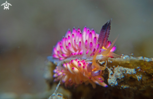 A Nudibranch