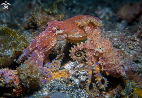 A Blueringed Octopus