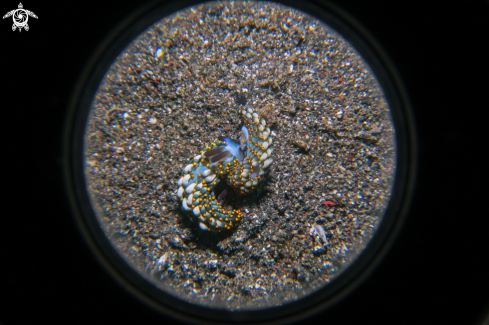 A Trinchesia Nudibranch