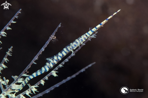 A Tozeuma armatum | Banded Tozeuma Shrimp