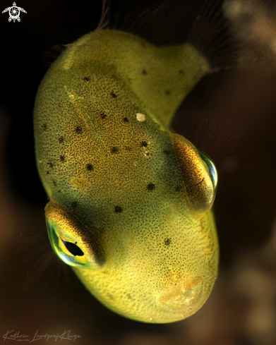 A Juvenile Puffer Filefish
