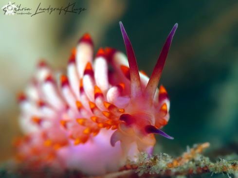 A Cuthona sibogae | Nudibranch