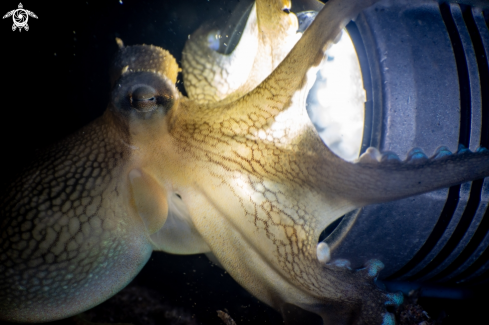 A Amphioctopus marginatus | Coconut octopus