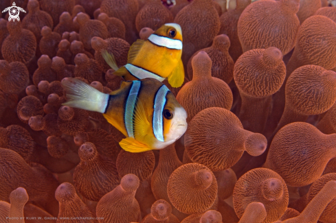 A Amphiprion clarkii, Clark's Anemonefish | Clown fish, Nemo