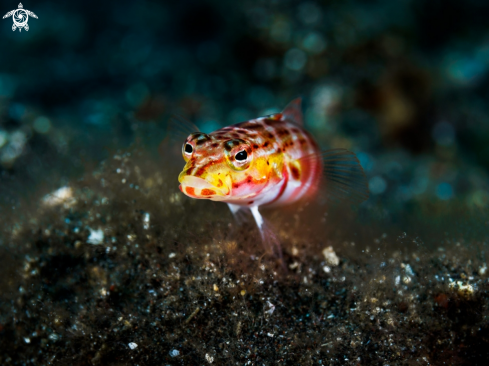 A Red-spotted Sandperch