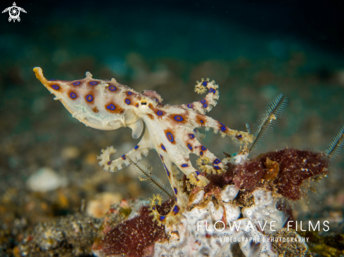 A Blue-Ringed Octopus