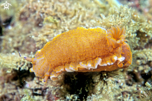 A nudibranch