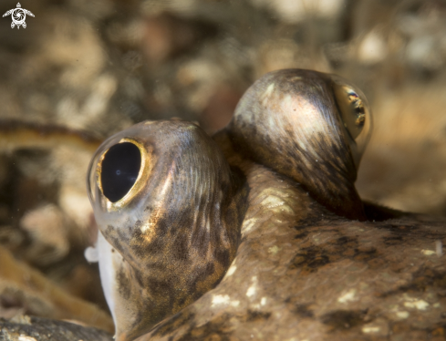 A Flounder